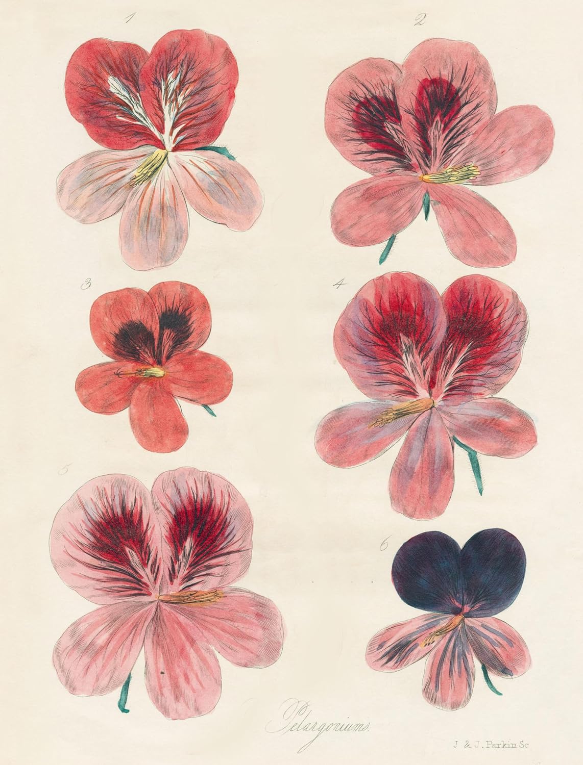 John Derian Wrapping paper and gift tags
